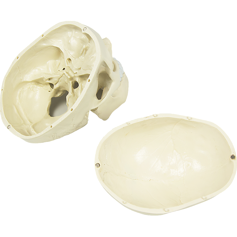 Life Size Anatomical Deluxe Human Skull Model Medical Skeleton Anatomy Replica