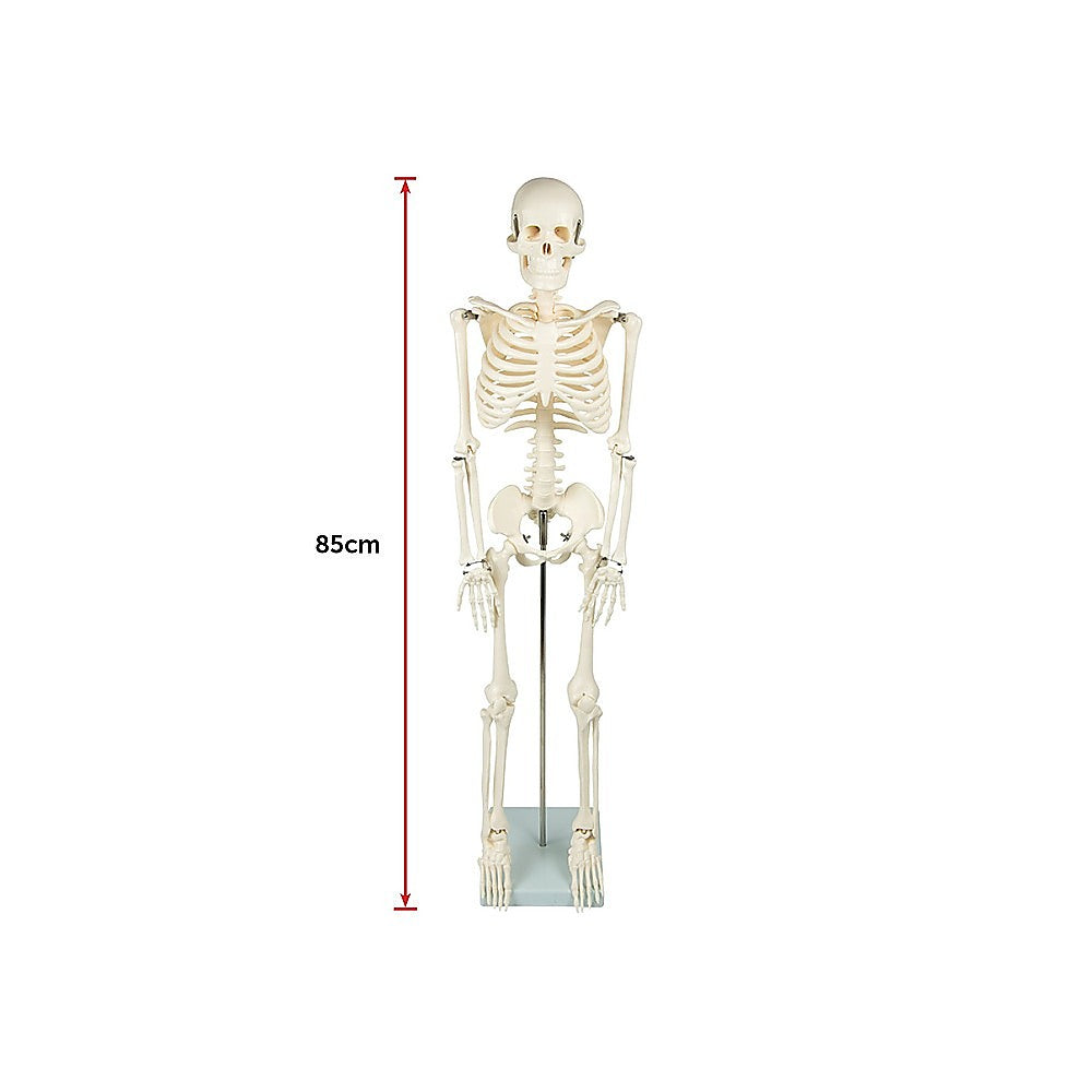 Anatomical 85cm Tall Human Skeleton with Flexible Spine Model - Medical Anatomy