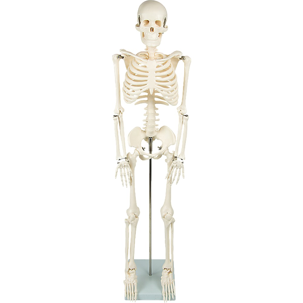 Anatomical 85cm Tall Human Skeleton with Flexible Spine Model - Medical Anatomy