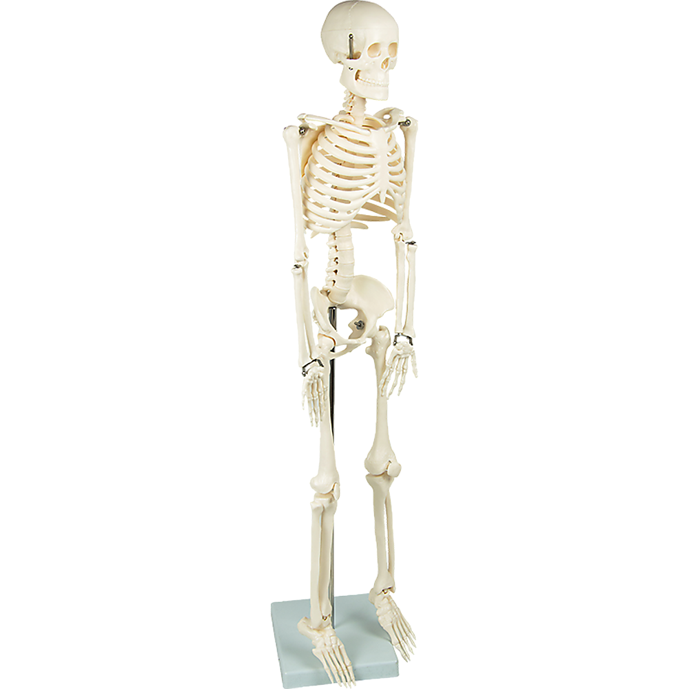 Anatomical 85cm Tall Human Skeleton with Flexible Spine Model - Medical Anatomy