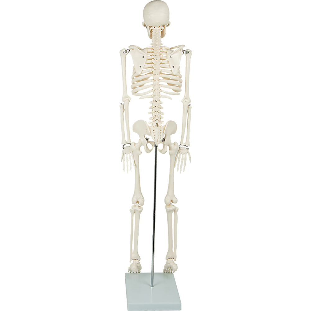 Anatomical 85cm Tall Human Skeleton with Flexible Spine Model - Medical Anatomy