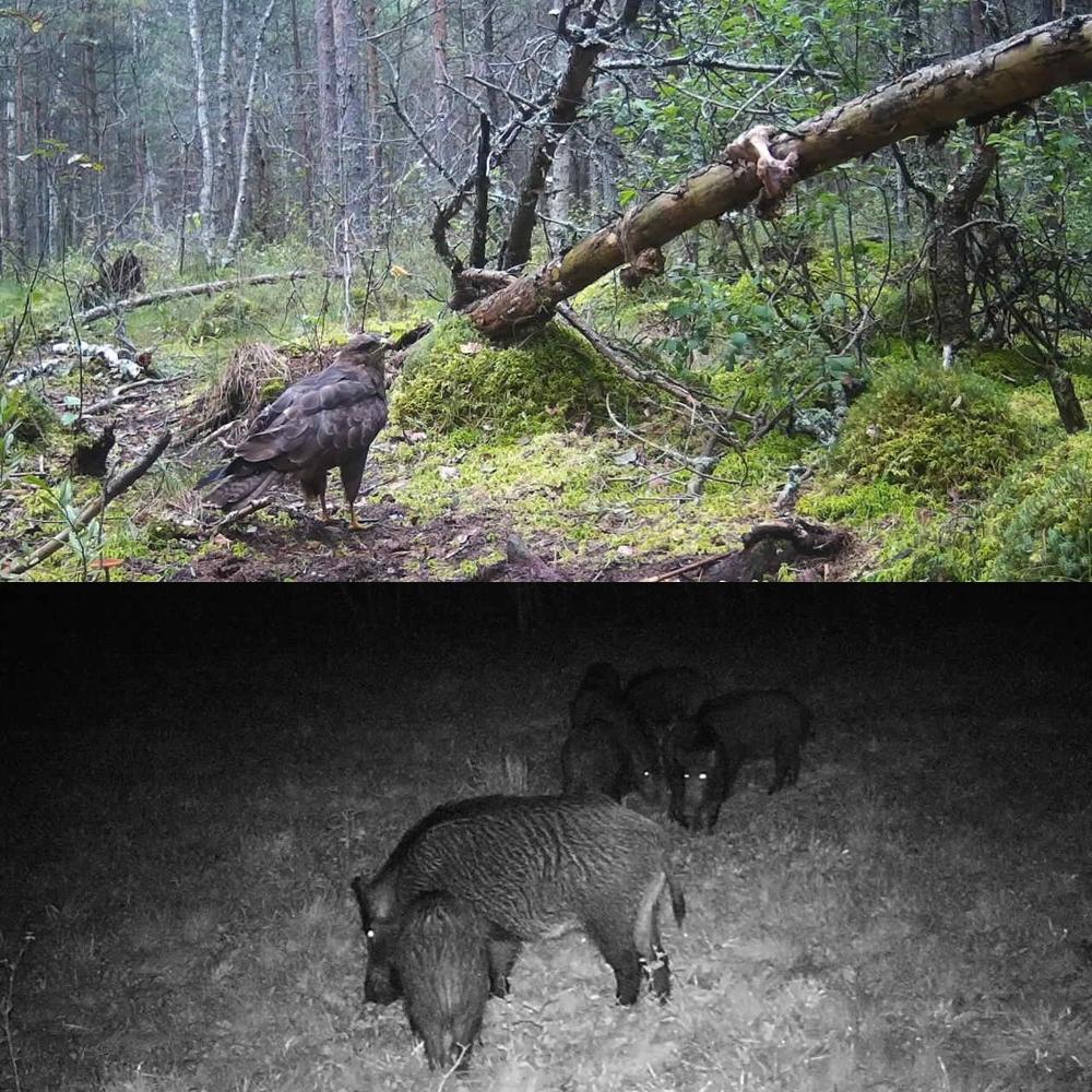 20Mp 1080P Night Vision Mms Infrared Hunter Camera For Wildlife-1915198255952695304