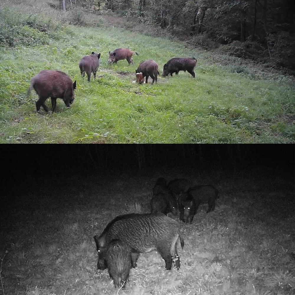 24Mp 2.7K Outdoor Track Camera For Infrastructure Monitoring And Hound Tracking-1915198348151885832