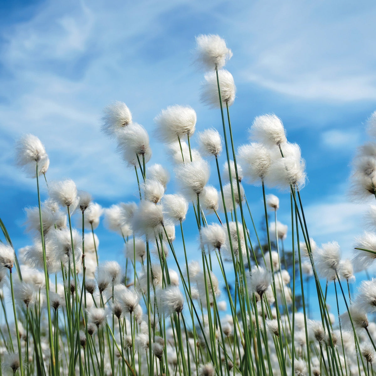 Sunkissed Cotton 2.5 Oz Artisan Melts