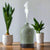 Perennial Ultrasonic Aroma Diffuser - RRP $59.95 - Wholesale - OUT OF STOCK - PREORDERS OPEN - ARRIVING EARLY SEPTEMBER
