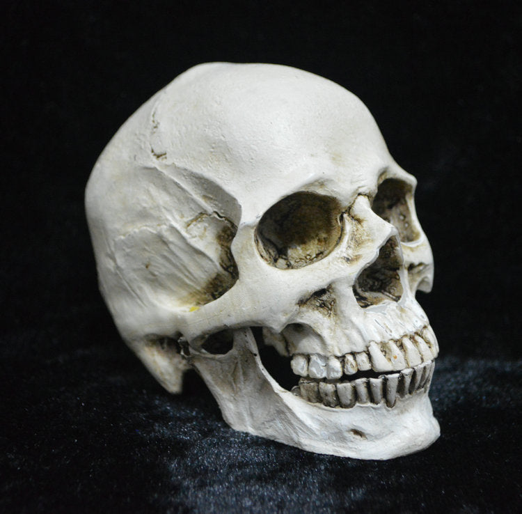 Life-size Replica of Realistic Human Skull, Head Bone Model, Anatomy White Resin Skull High Precision Teaching Tool Halloween Decor