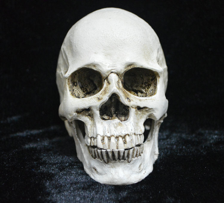 Life-size Replica of Realistic Human Skull, Head Bone Model, Anatomy White Resin Skull High Precision Teaching Tool Halloween Decor