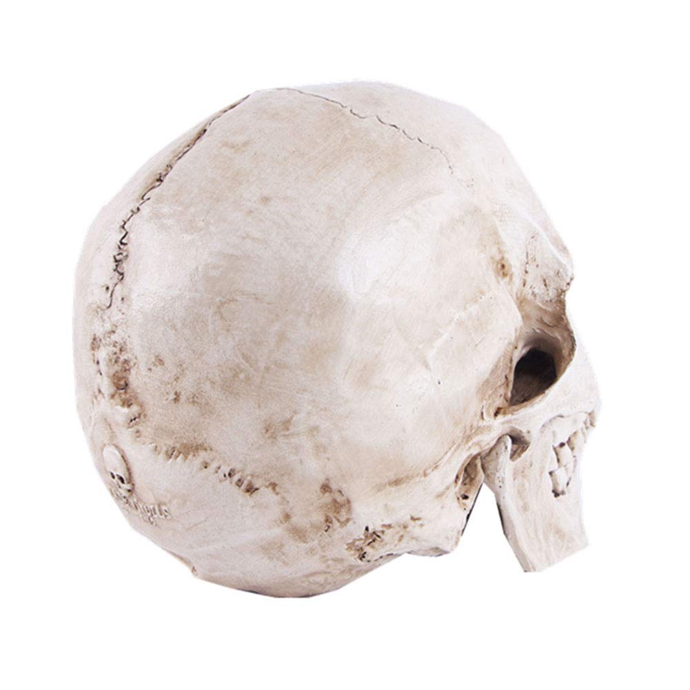 Life-size Replica of Realistic Human Skull, Head Bone Model, Anatomy White Resin Skull High Precision Teaching Tool Halloween Decor