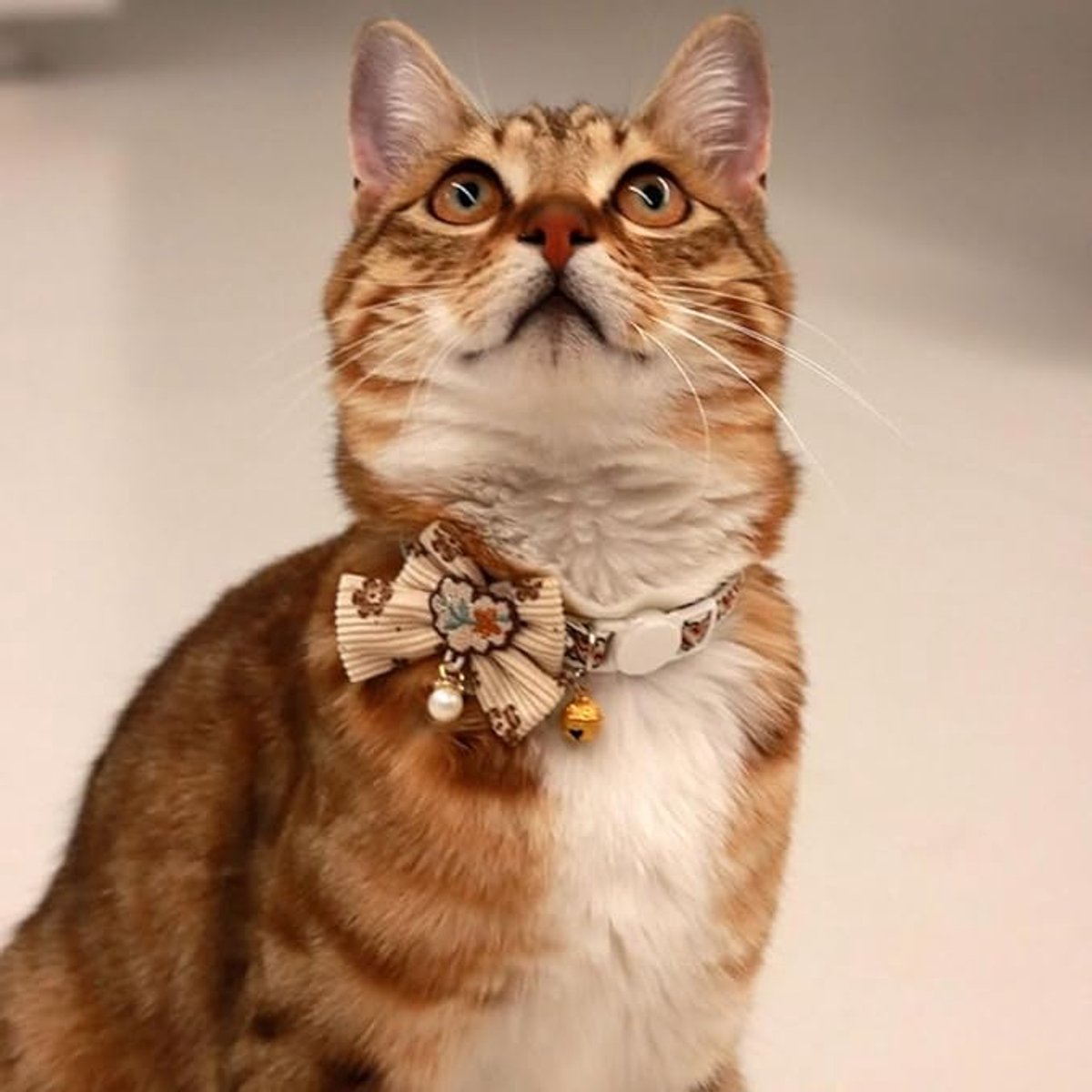 Cat Collar - Bow and Bell Collar - Adjustable Kitten Collar - Dog Collar - Lightweight Safety Collar for Pets (Set of 6)