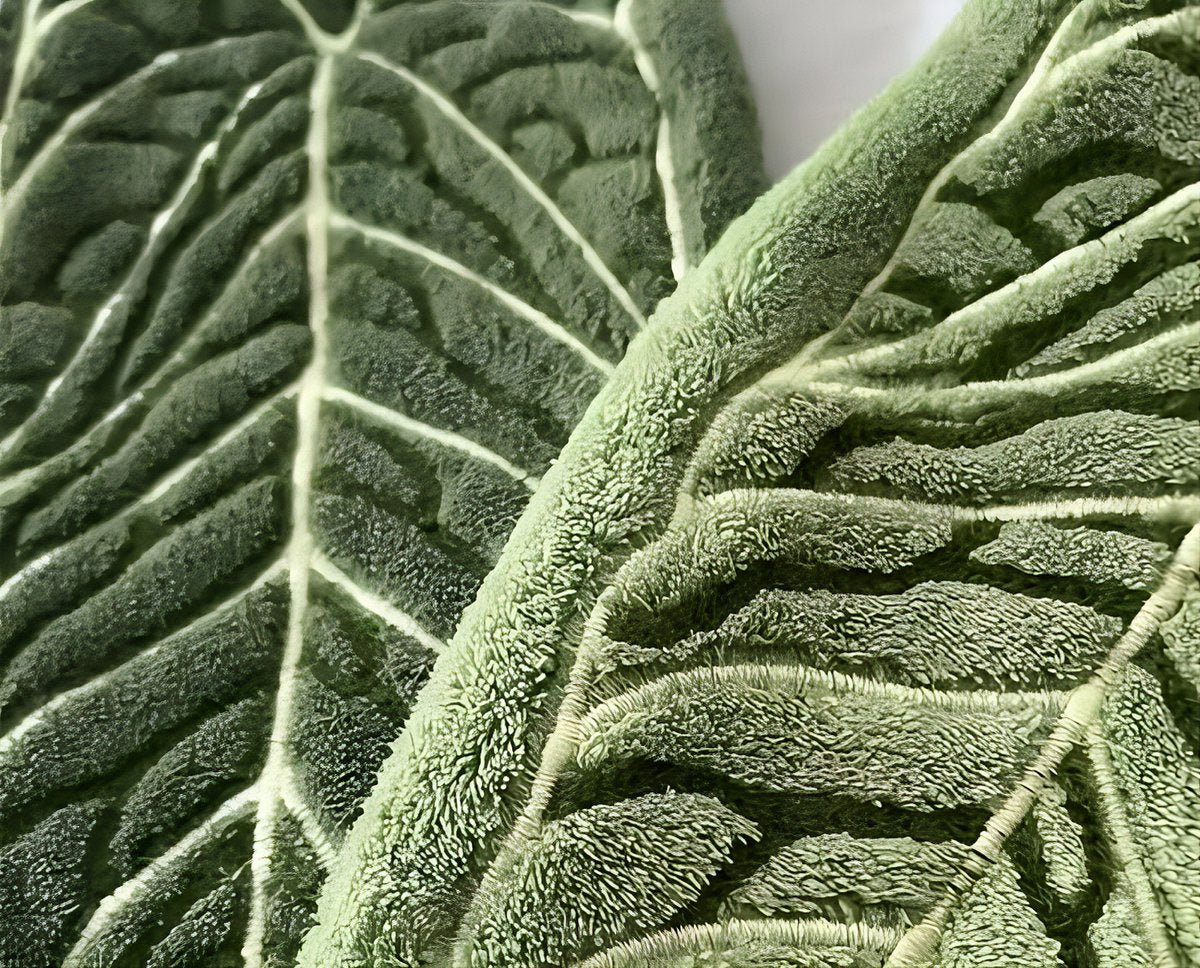 Towels - Towel Set - Soft, absorbent coral fleece kitchen and bathroom towels with hanging loops for easy dishwashing and hand washing - 2-pack (dark green, light green)