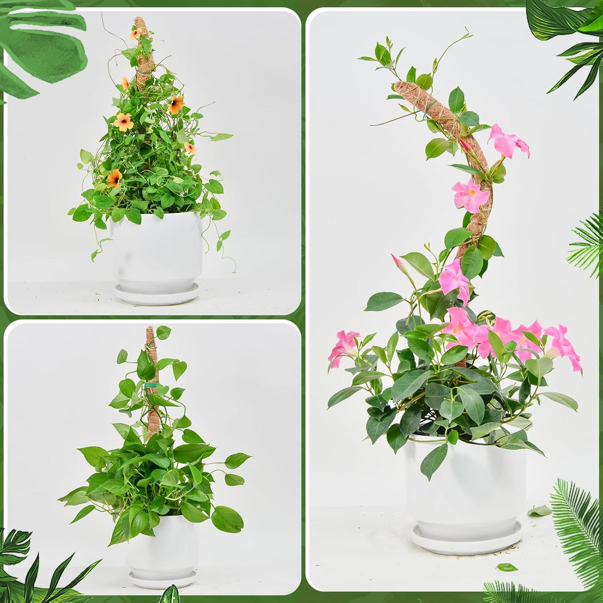 Flexible Plant Support for Climbing Plants - 60 cm Set of 2 - For Houseplants
