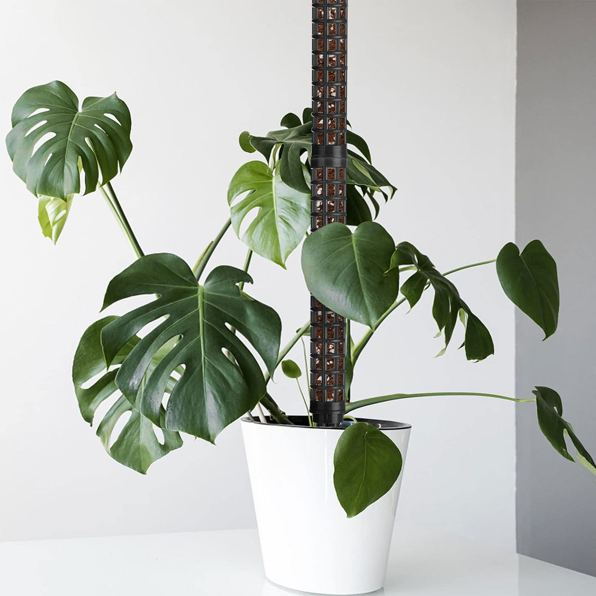 Moss stakes for climbing plants Black Variety