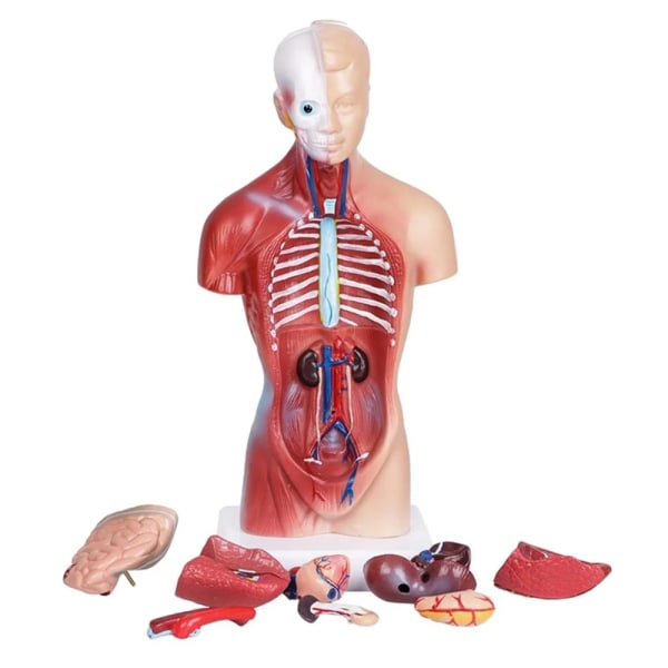 Unisex Human Torso Body Anatomy Anatomical Model Internal Organs A 28CM