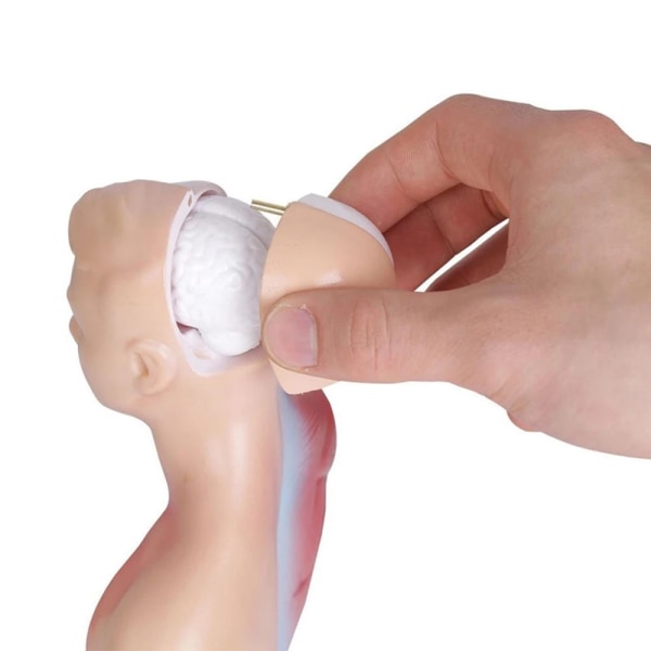 Unisex Human Torso Body Anatomy Anatomical Model Internal Organs A 28CM