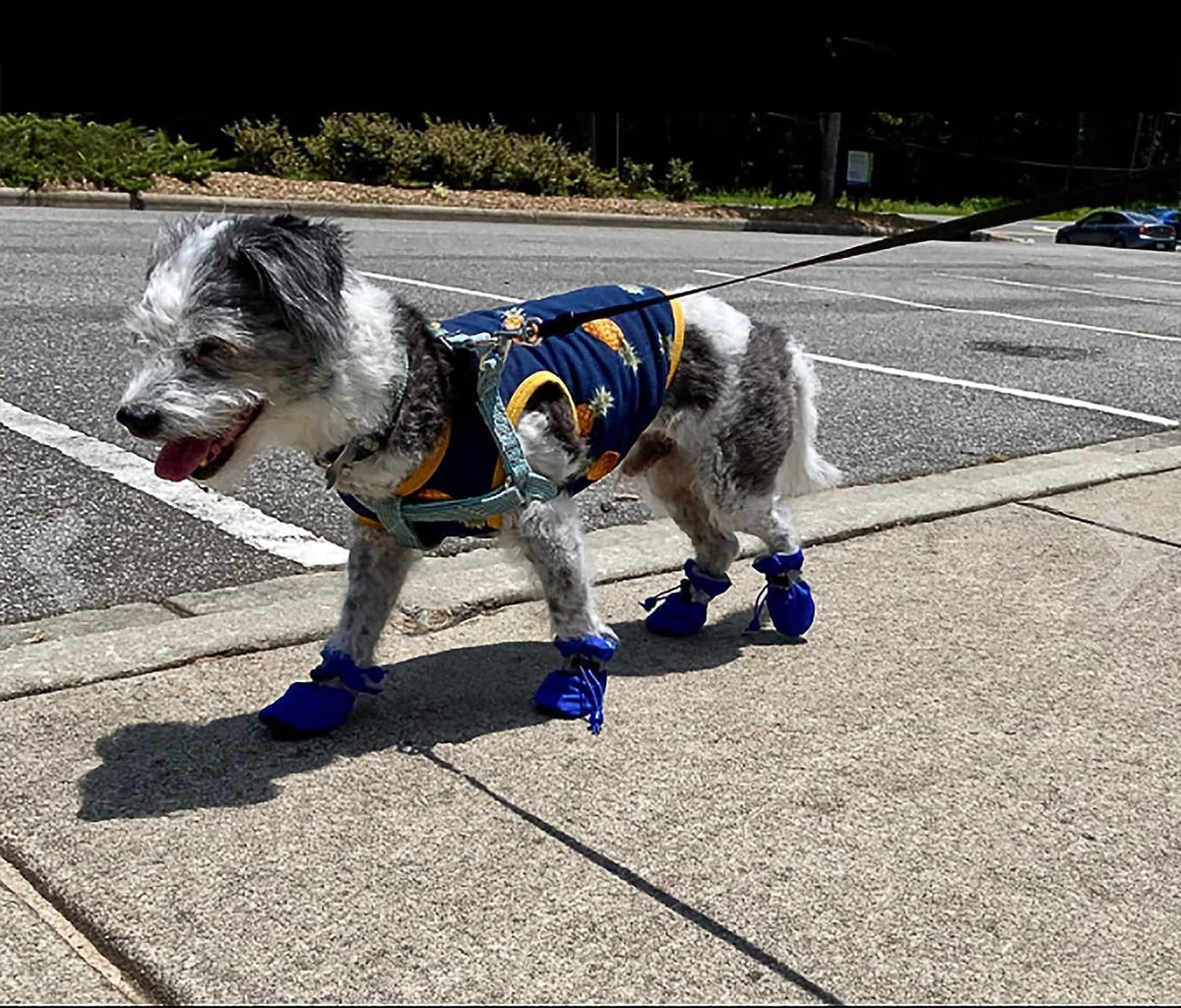 Petluno Antislip, dog boots, paw protection, these comfortable dog boots with soft soles are equipped with reflective straps (6, blue) Blue 6