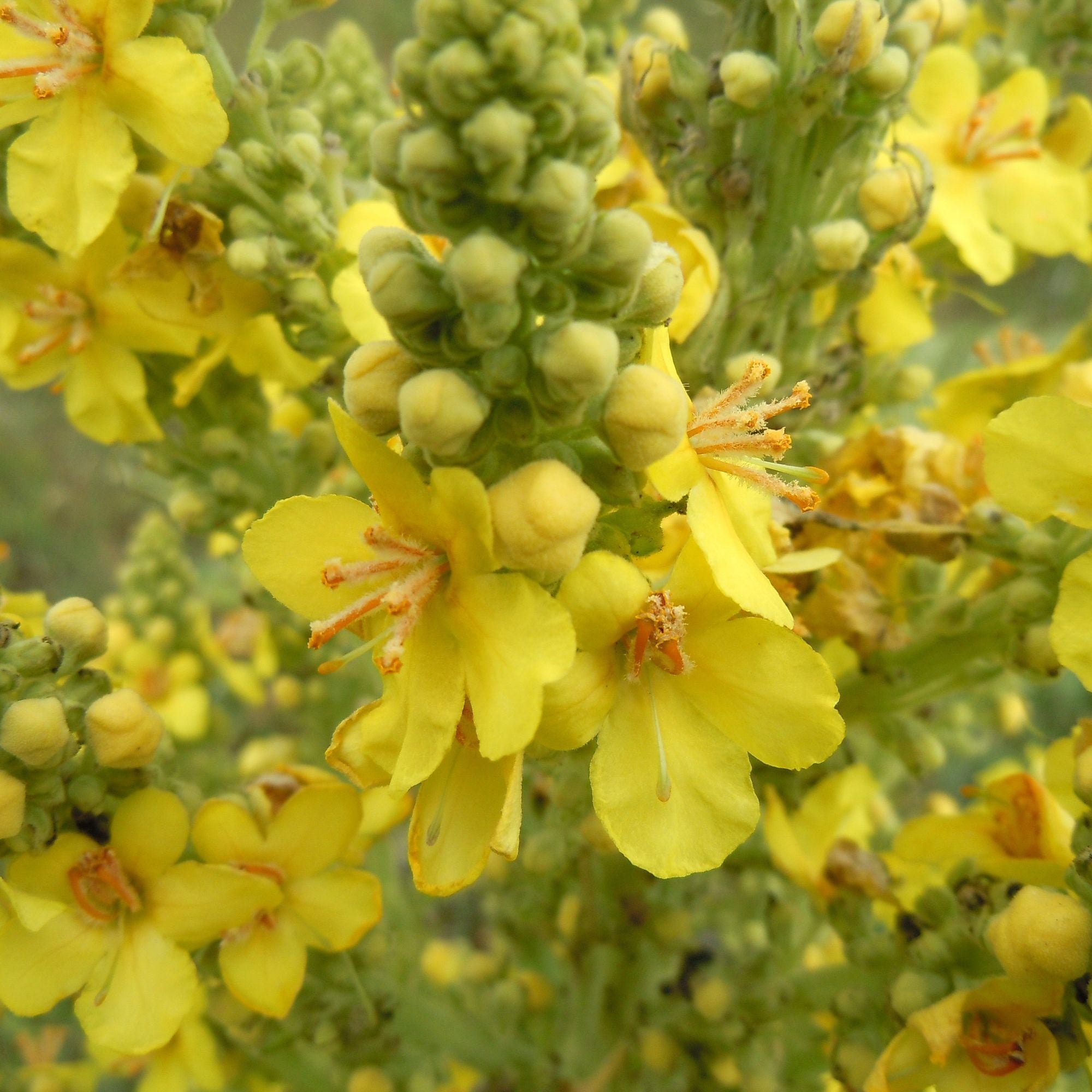 25g Organic Mullein Leaf Tea - Dried Herbal Verbascum Thapsis