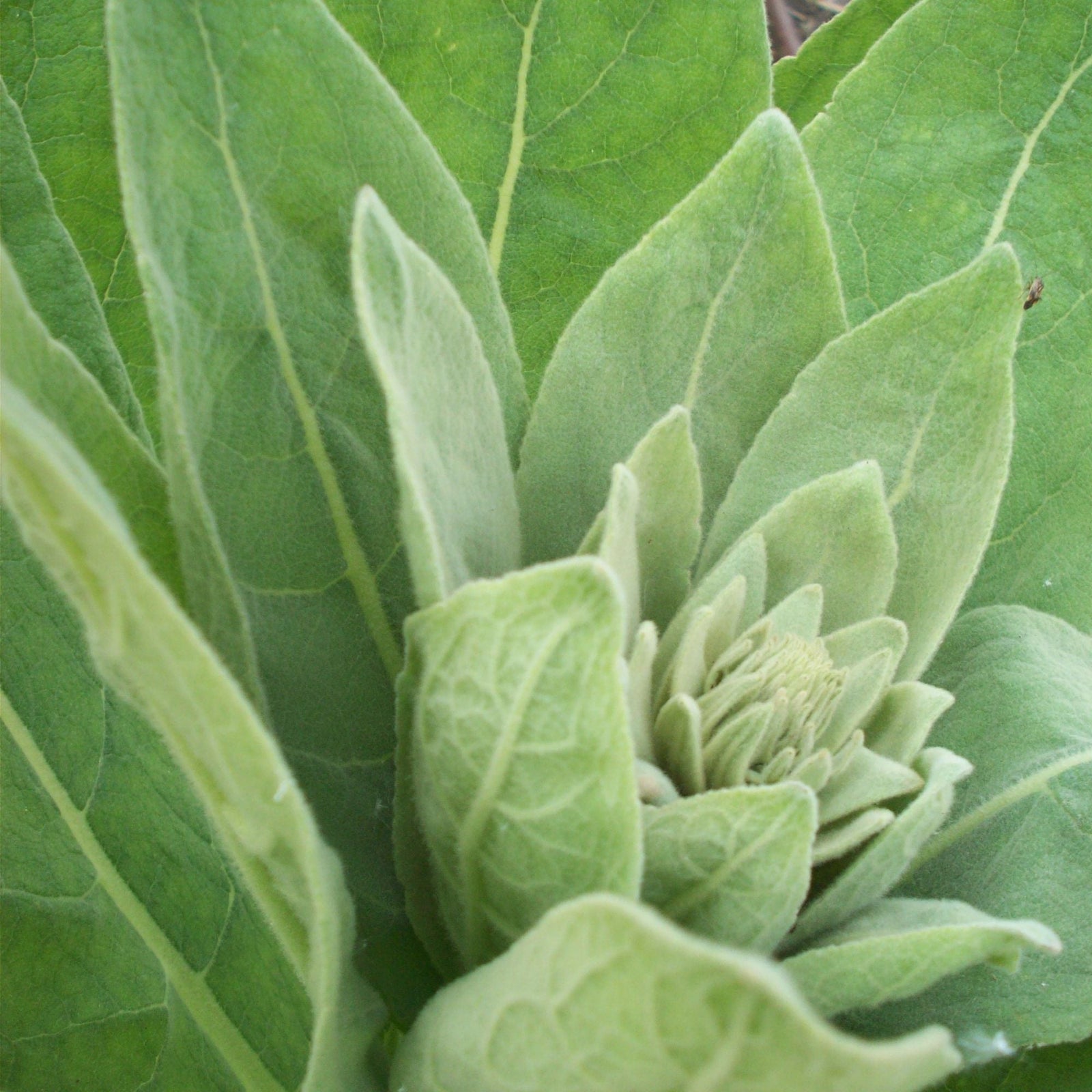 400g Organic Mullein Leaf Tea - Dried Herbal Verbascum Thapsis