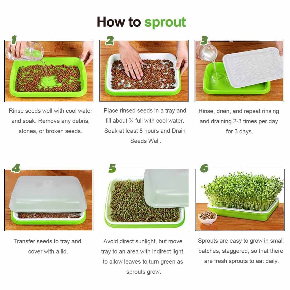 2-Pack Seed Sprouter Trays with Lids BPA-Free, Soil-Free Wheatgrass Growing Kit for Beans, Sprouts, Microgreens