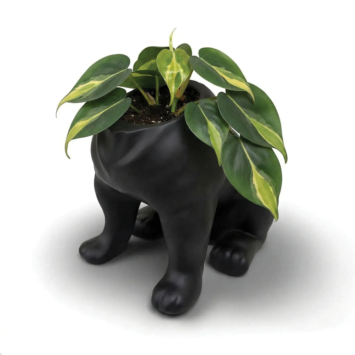 Urban Attitude Maggie Bulldog Planter - Matte Black