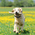 VaKa Anti Bark Dog Training Collar Sound & Vibration Stop Barking Automatic Pet