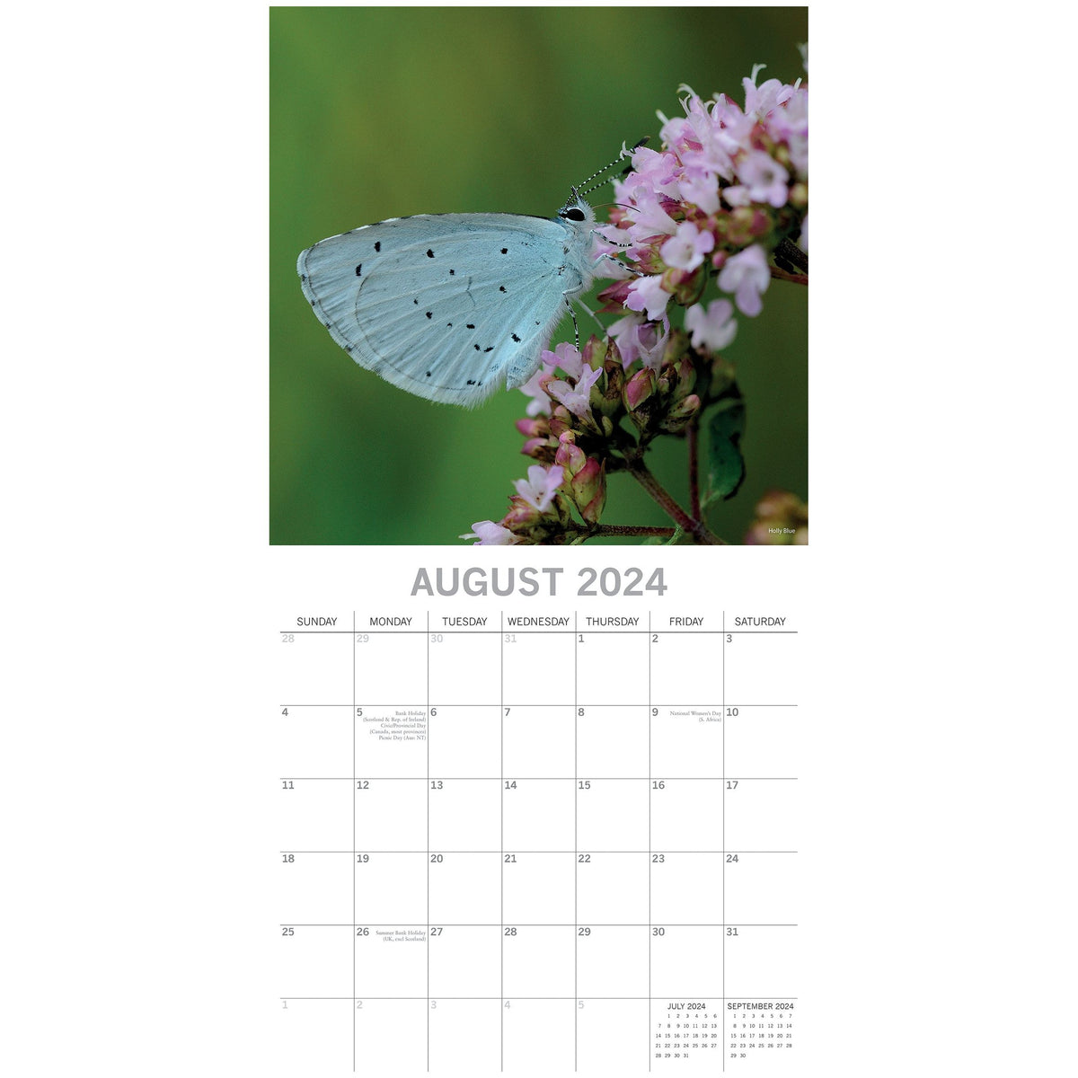 Butterflies 2024 Square Wall Calendar Natural Animals 16 Months Premium Planner