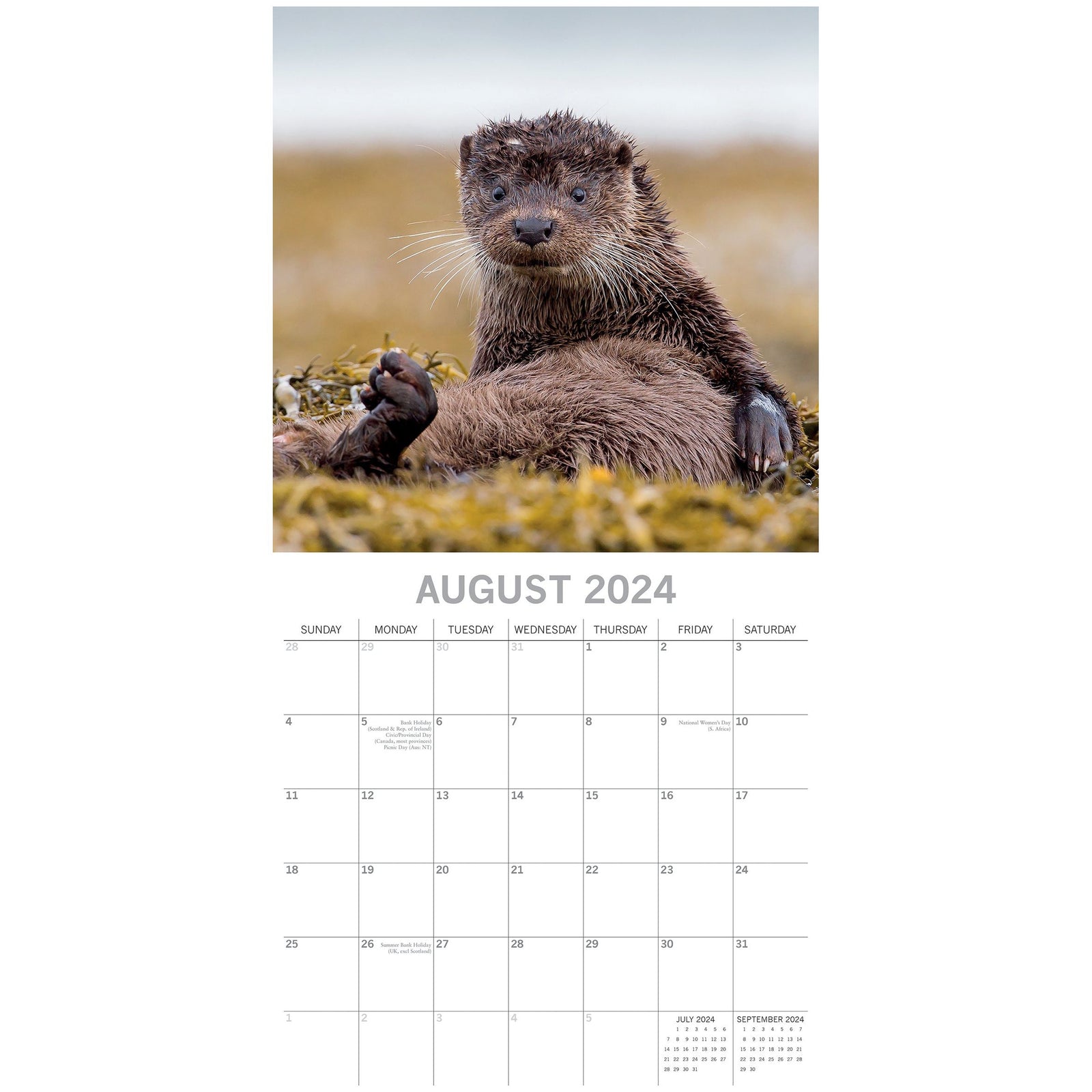 Country Wildlife 2024 Square Wall Calendar Cute Animals 16 Month Premium Planner