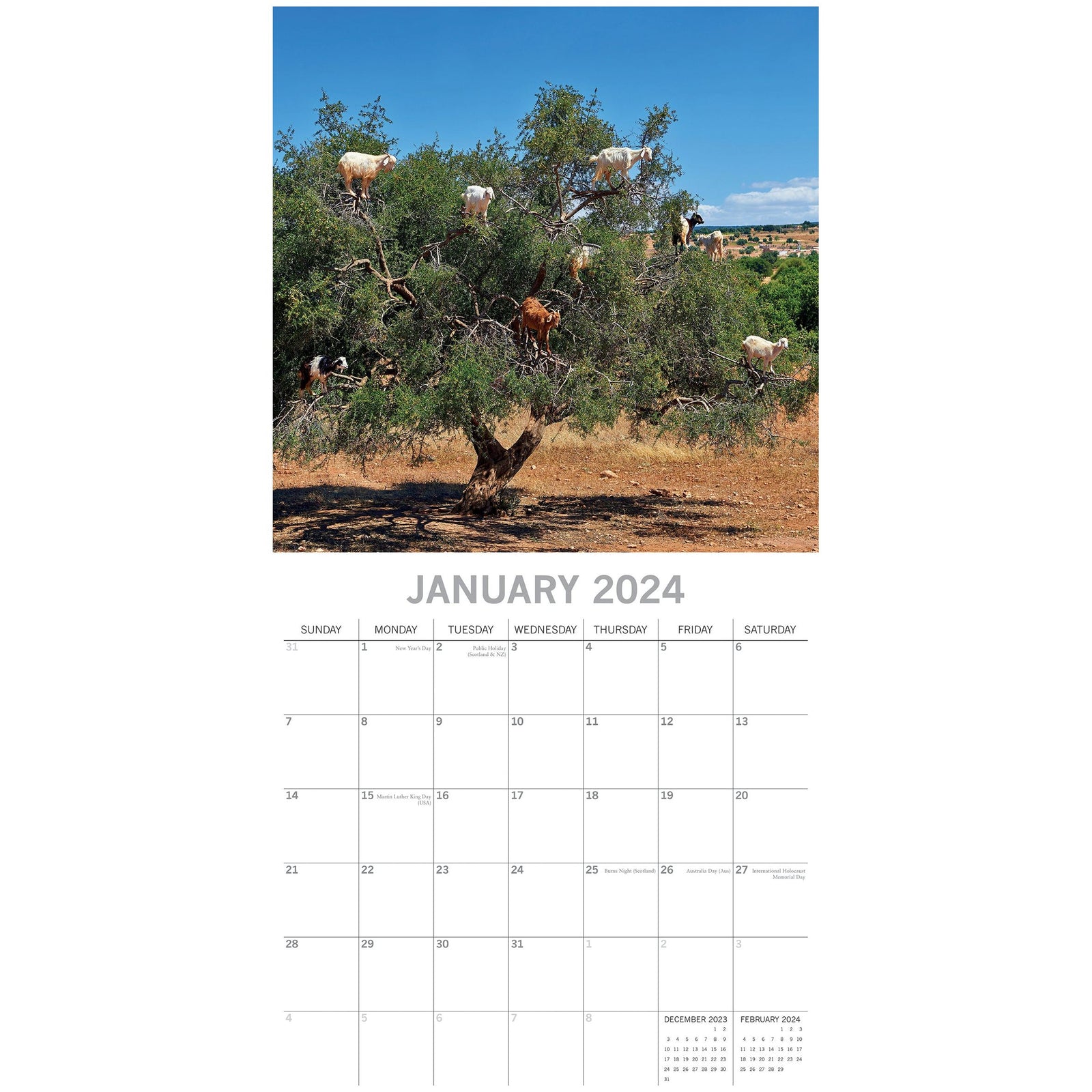 Goats in Trees - 2024 Square Wall Calendar Pets Animals 16 Month New YearPlanner