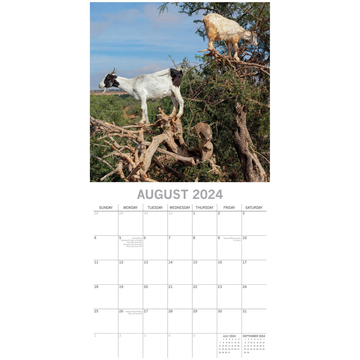 Goats in Trees - 2024 Square Wall Calendar Pets Animals 16 Month New YearPlanner