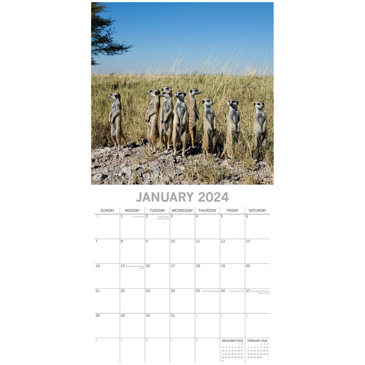 Meerkats - 2024 Square Wall Calendar Pets Animals 16 Months Premium Planner Gift