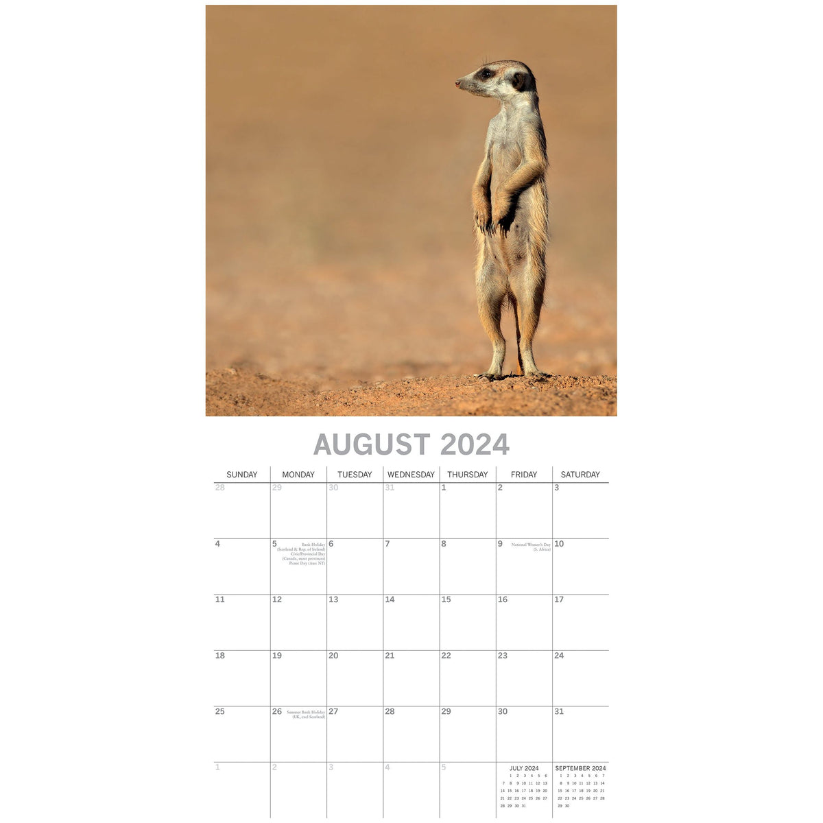 Meerkats - 2024 Square Wall Calendar Pets Animals 16 Months Premium Planner Gift
