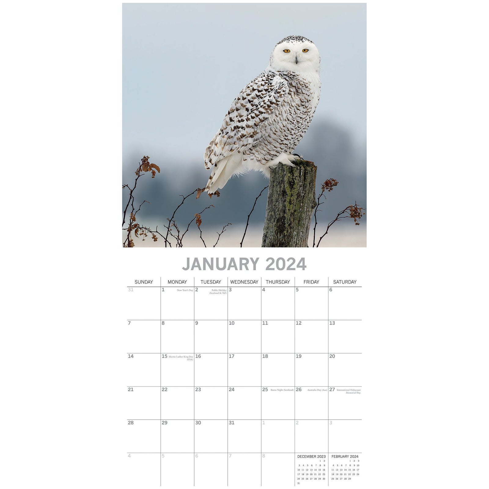 Owls 2024 Square Wall Calendar Pets Animals 16 Months New Year Christmas Planner