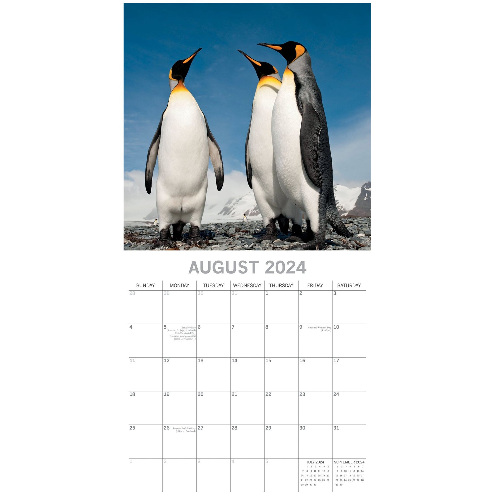 Penguins - 2024 Square Wall Calendar Pets Animals 16 Month New Year Gift Planner
