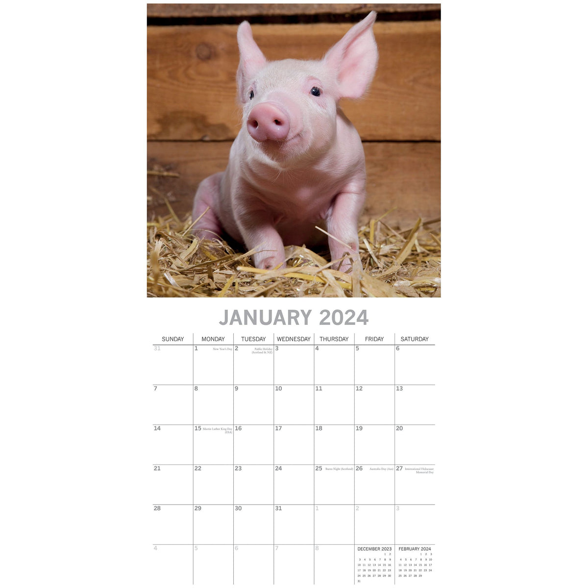 Piggies - 2024 Square Wall Calendar Pets Animals 16 Months New Year Gift Planner