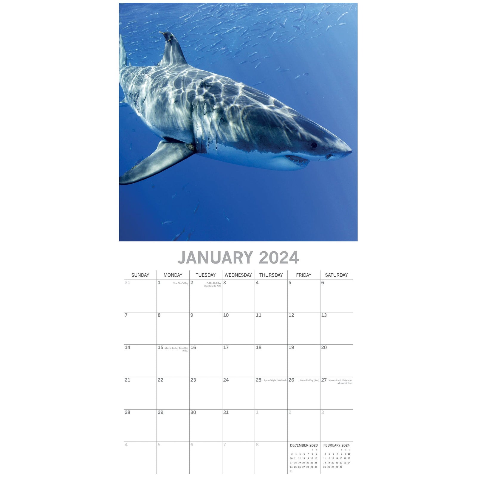 Sharks 2024 Square Wall Calendar Pets Animals 16Month New Year Christmas Planner