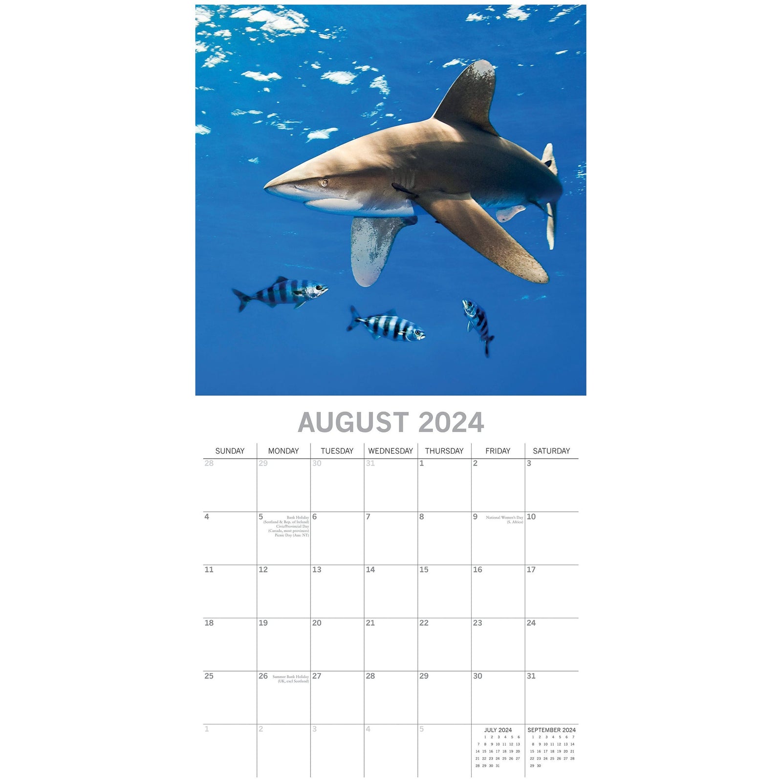 Sharks 2024 Square Wall Calendar Pets Animals 16Month New Year Christmas Planner