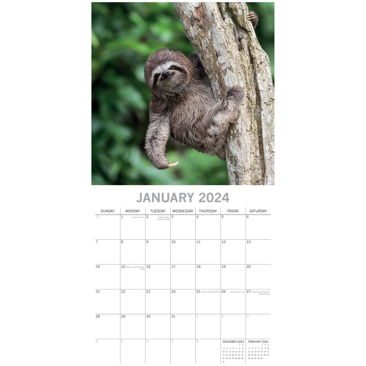 Sloths - 2024 Square Wall Calendar Pets Animals 16 Months New Year Gift Planner