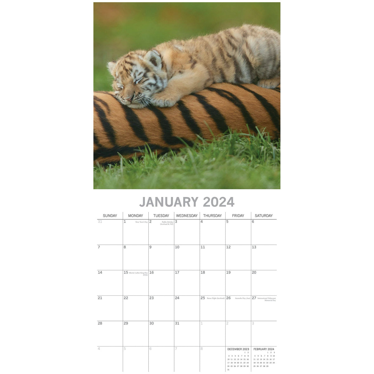 Tigers - 2024 Square Wall Calendar Pets Animals 16 Months New Year Gift Planner