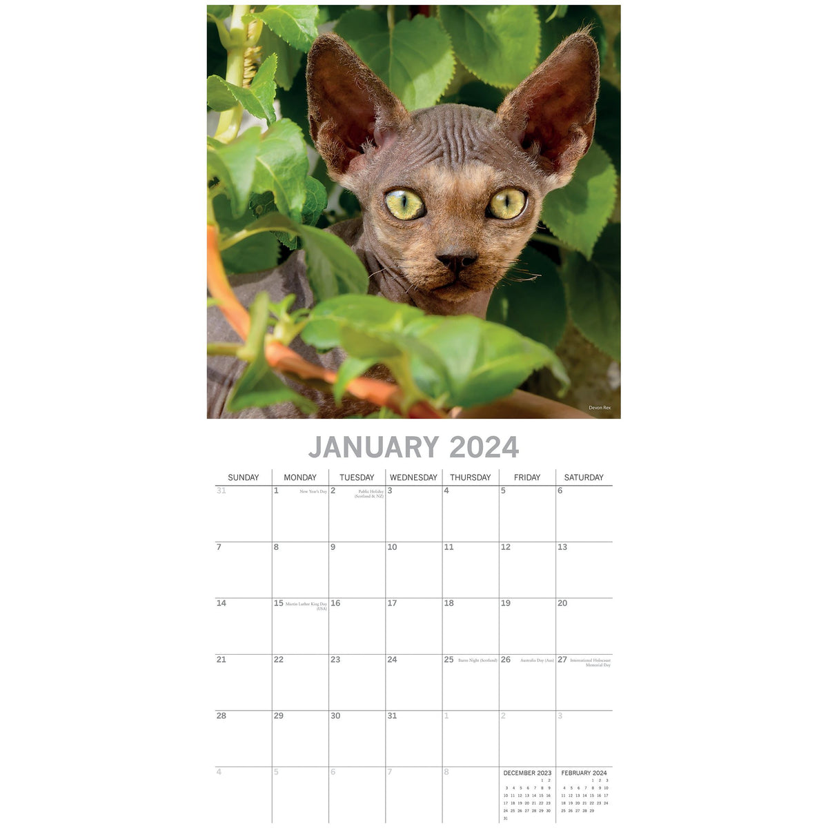 Top Cats - 2024 Square Wall Calendar Pets Animals 16 Months Premium Planner Gift