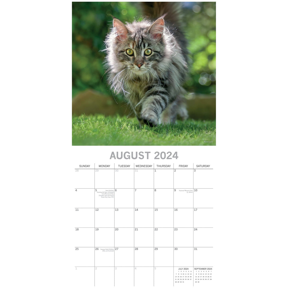 Top Cats - 2024 Square Wall Calendar Pets Animals 16 Months Premium Planner Gift
