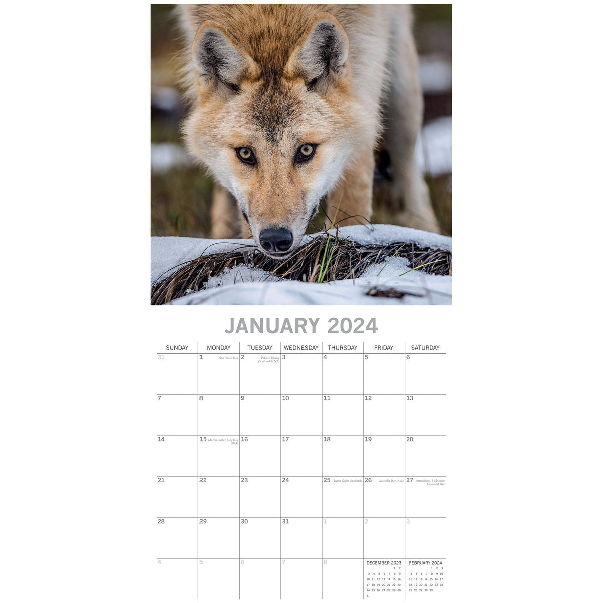 Wolves - 2024 Square Wall Calendar Pets Animals 16 Months Christmas Planner Gift