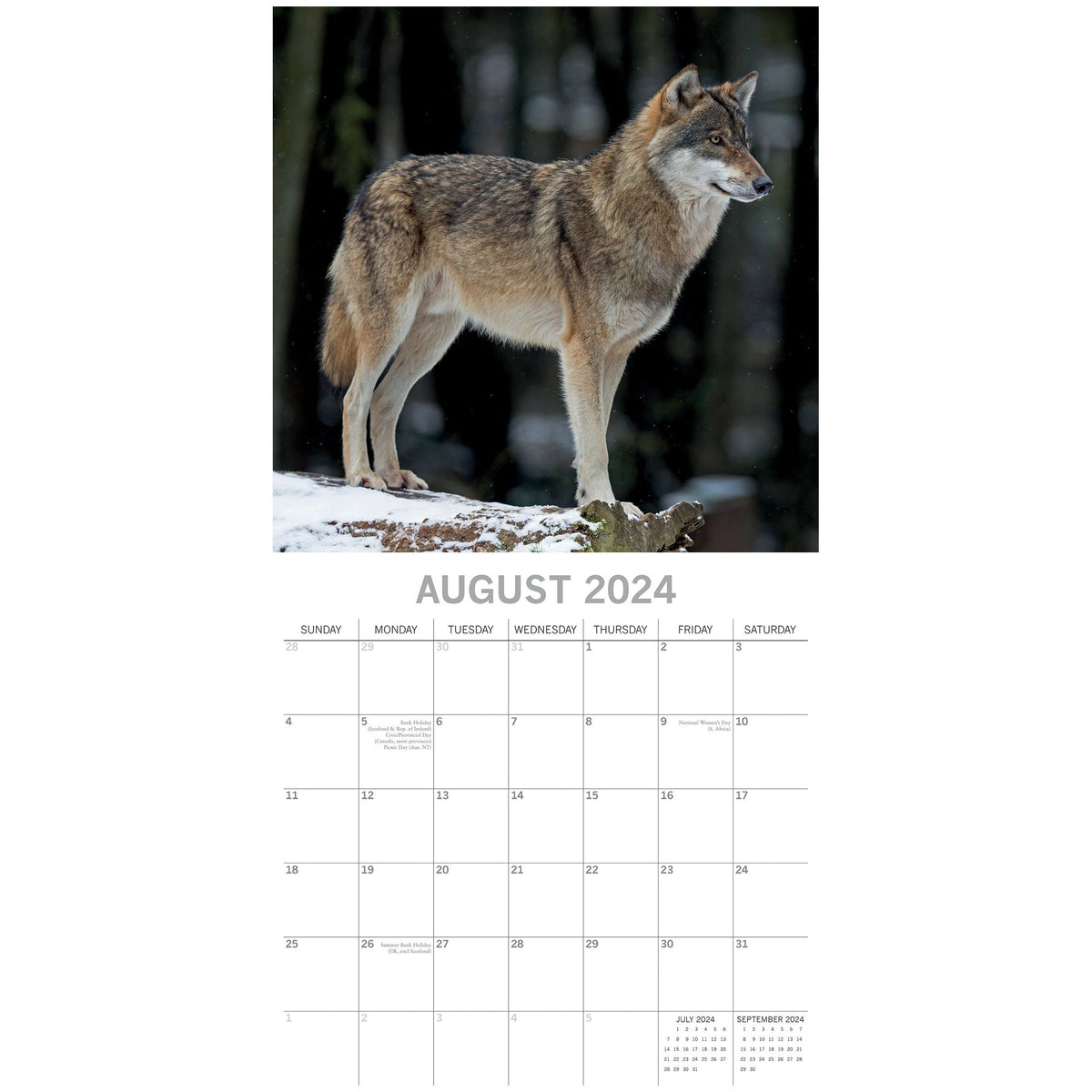 Wolves - 2024 Square Wall Calendar Pets Animals 16 Months Christmas Planner Gift