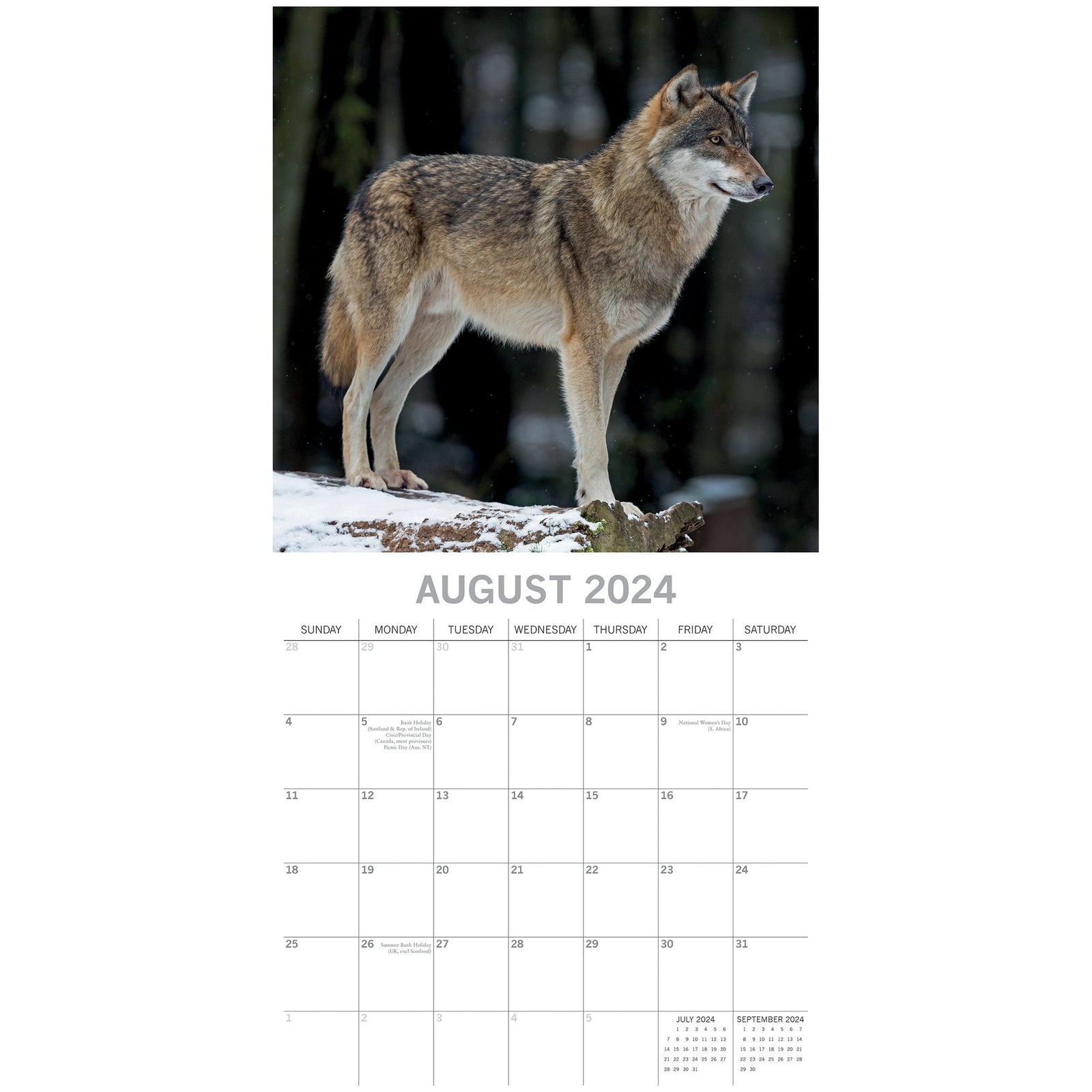 Wolves - 2024 Square Wall Calendar Pets Animals 16 Months Christmas Planner Gift