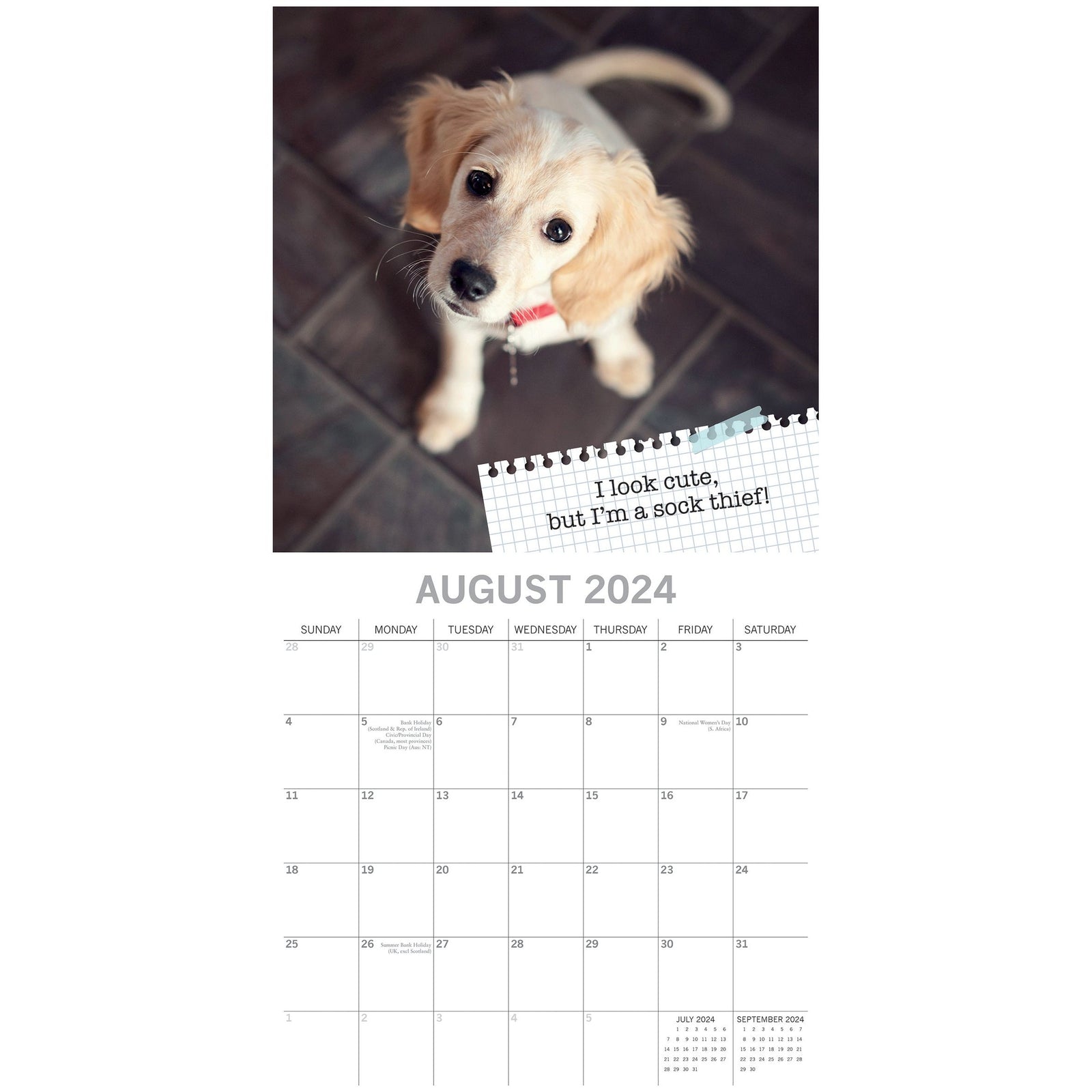 Dog Shaming - 2024 Square Wall Calendar Pets Animals 16 Months Premium Planner