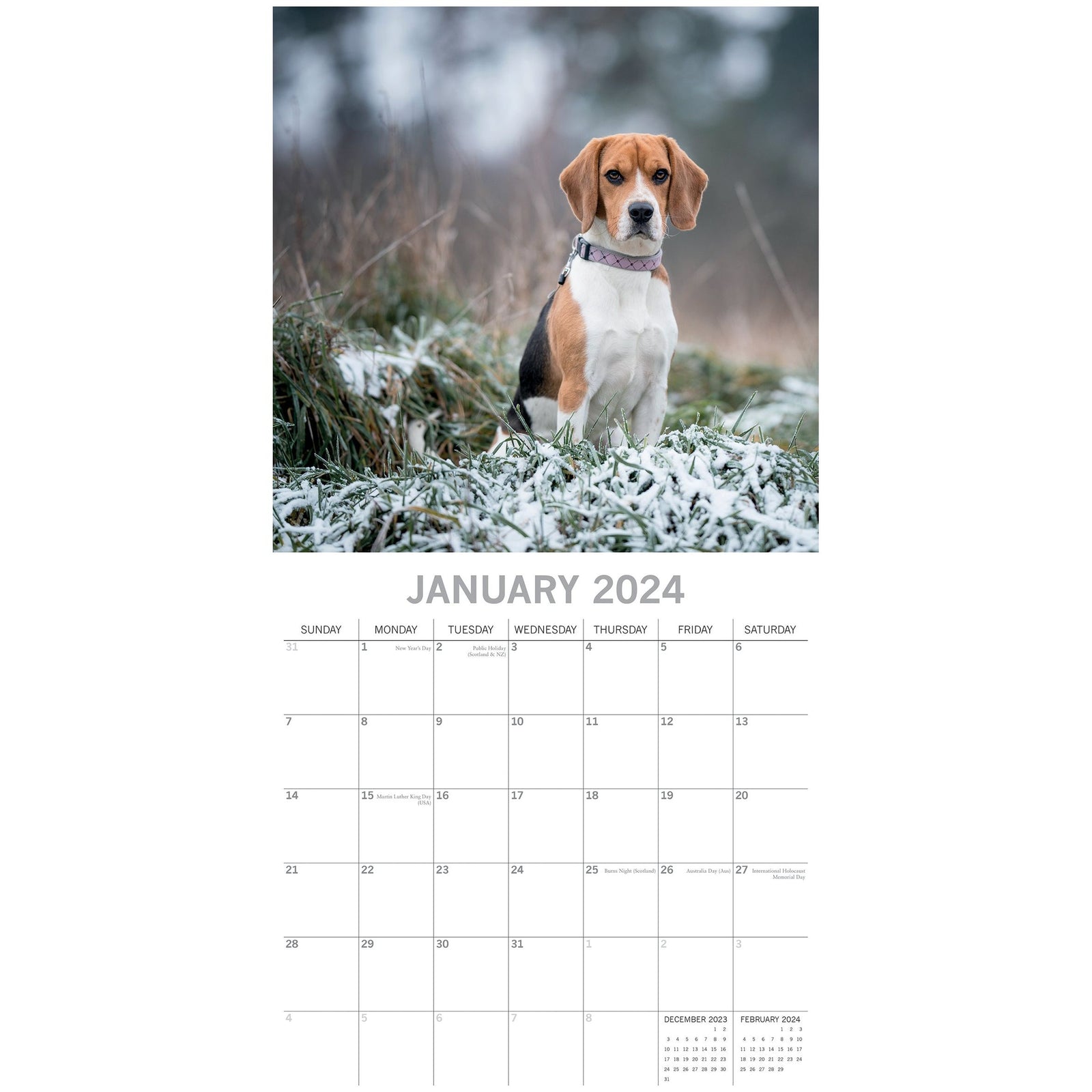 Beagles - 2024 Square Wall Calendar Pets Dog 16 Months Premium Planner New Year
