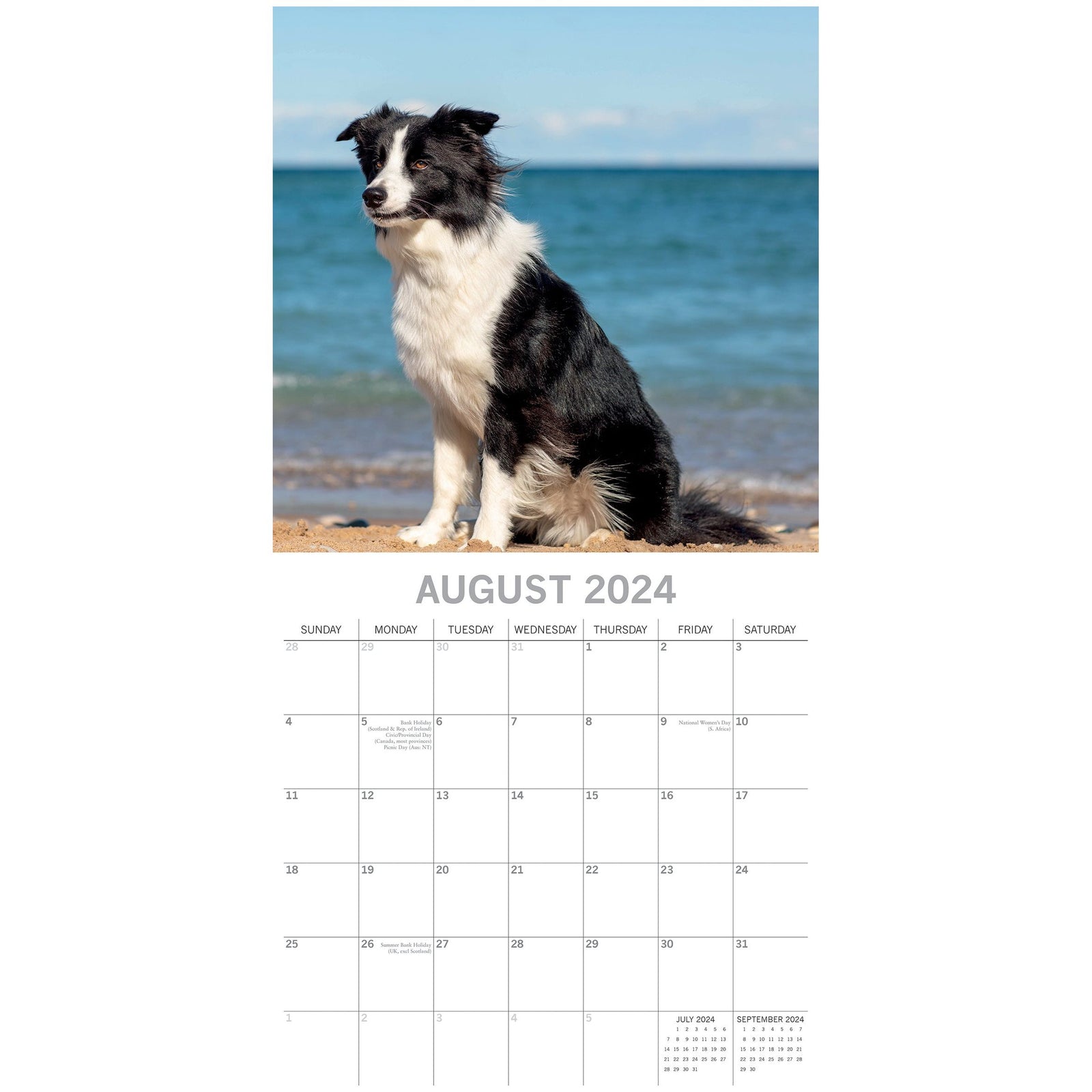 Border Collies - 2024 Square Wall Calendar Pets Dog 16 Months Premium Planner