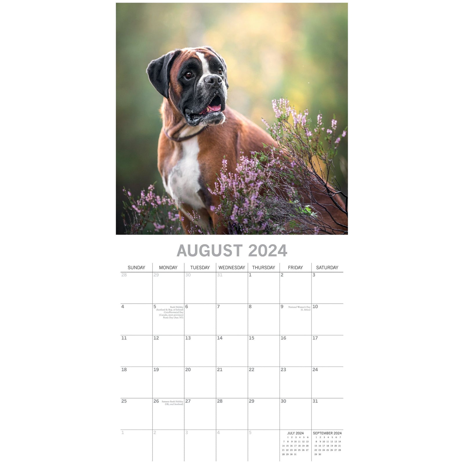 Boxers - 2024 Square Wall Calendar Pets Dog 16 Months Premium Planner New Year