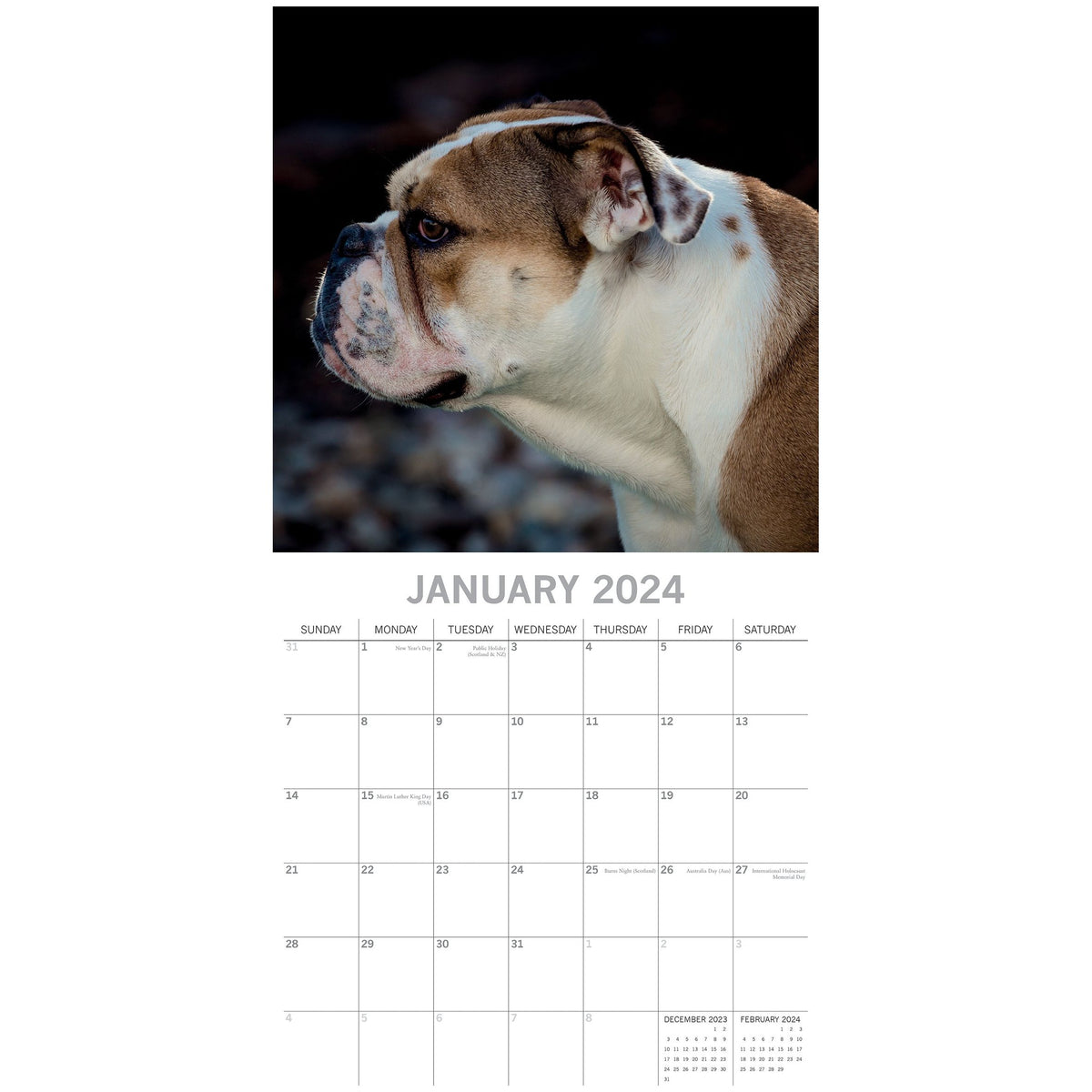 Bulldogs - 2024 Square Wall Calendar Pets Dog 16 Months Premium Planner New Year