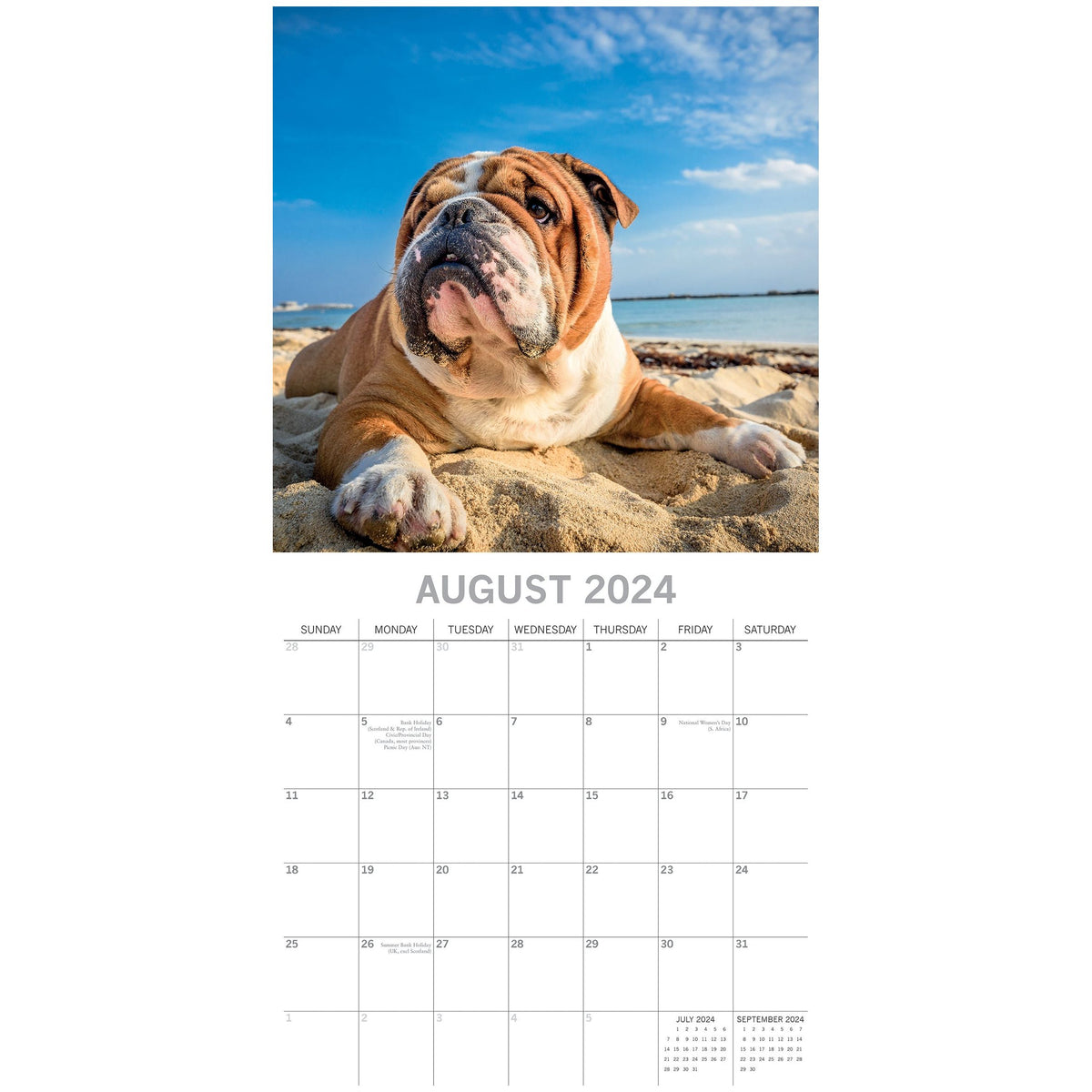 Bulldogs - 2024 Square Wall Calendar Pets Dog 16 Months Premium Planner New Year