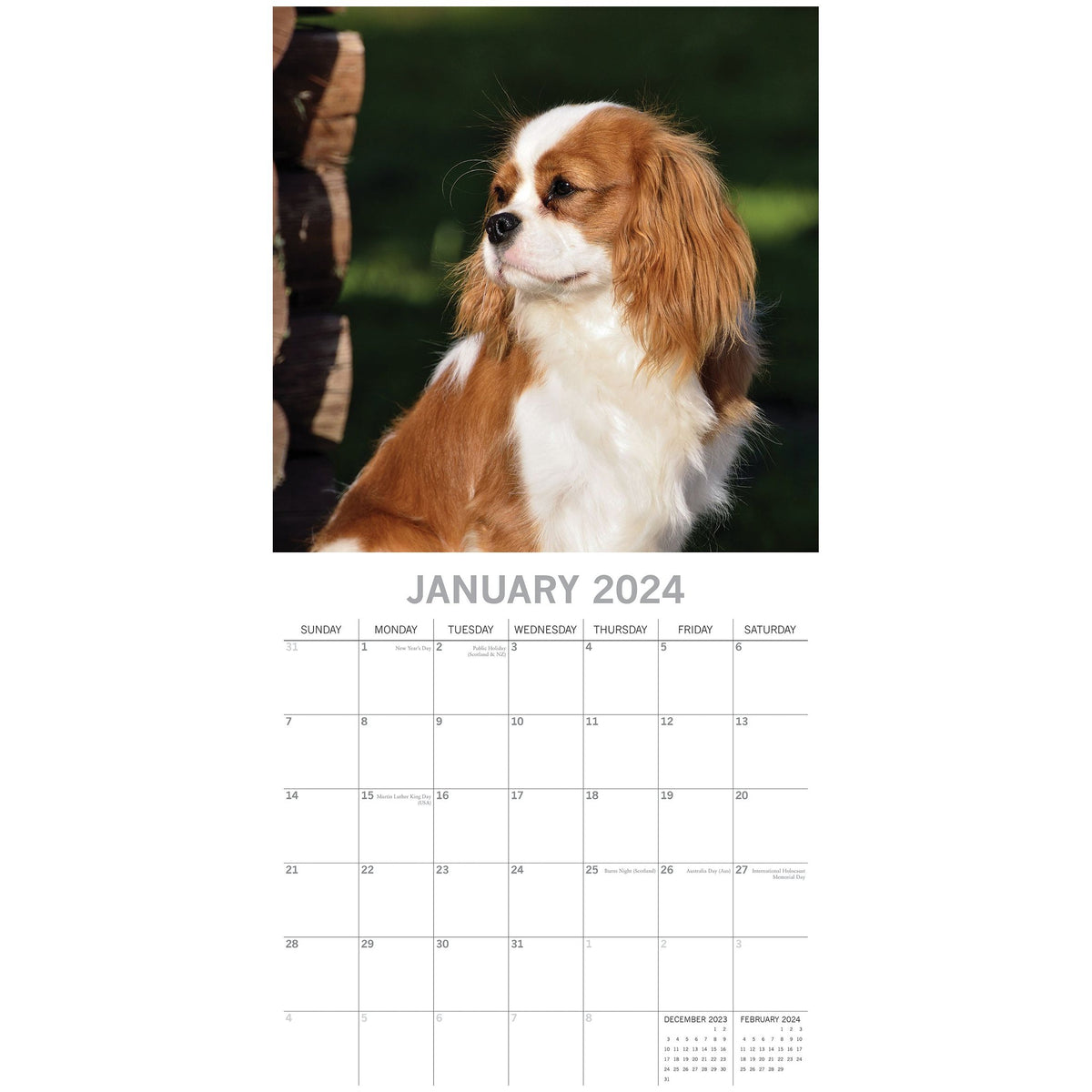 Cavalier King Charles Spaniels - 2024 Square Wall Calendar Dog 16 Months Planner