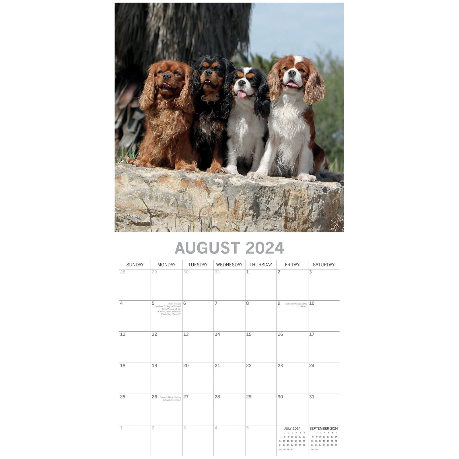 Cavalier King Charles Spaniels - 2024 Square Wall Calendar Dog 16 Months Planner